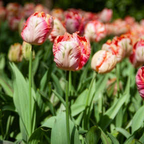 Tulpe Apricot Parrot -  - Willemse