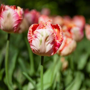 Tulpe Apricot Parrot