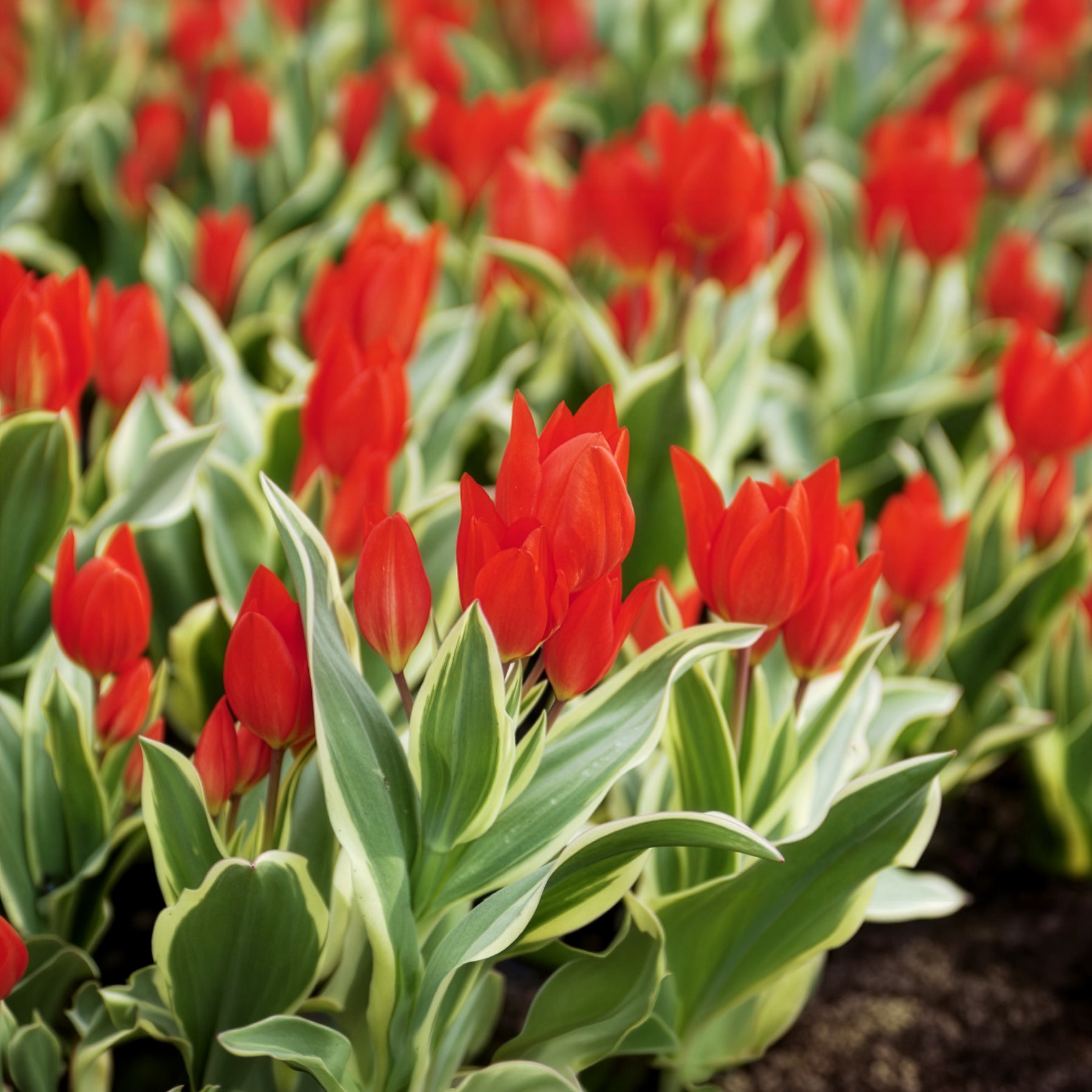 Tulpe Unicum -  - Willemse
