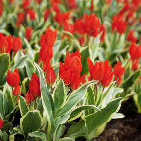 Tulpe Unicum -  - Willemse