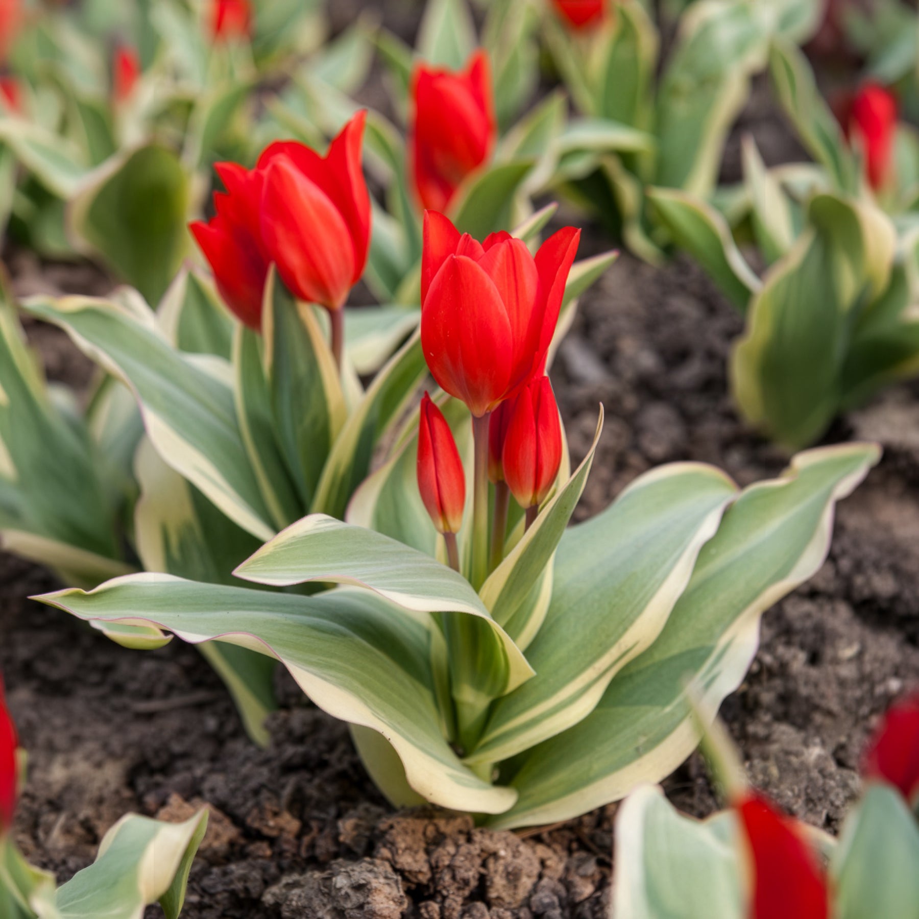 Tulpe Unicum - Willemse