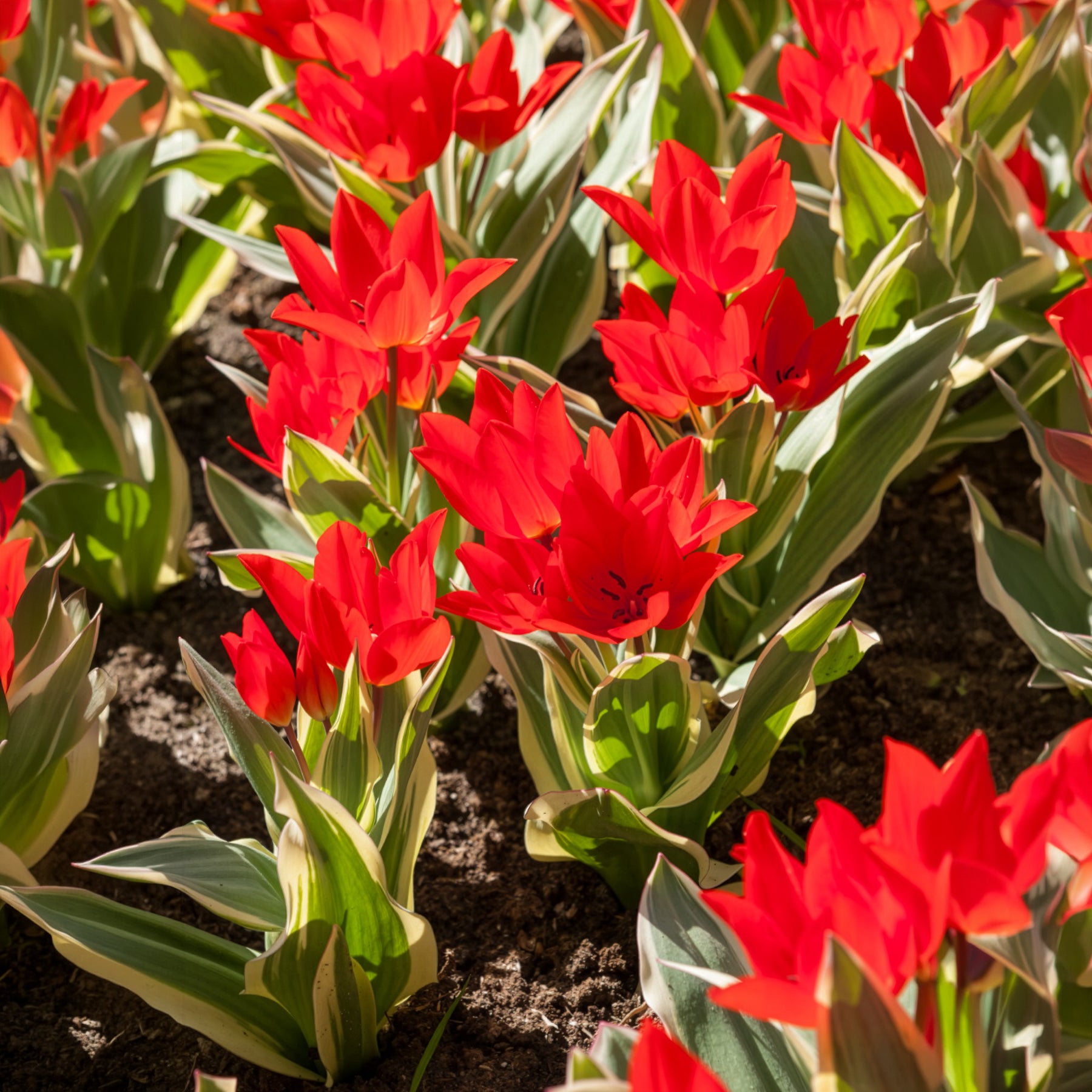 Tulpen-Zwiebeln - Tulpe Unicum - 