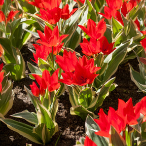 Tulpen-Zwiebeln - Tulpe Unicum - 