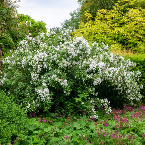 Pfeifenstrauch Silberregen - Philadelphus Silberregen - Willemse