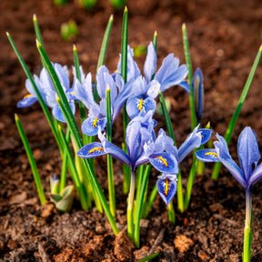 50 bienenfreundliche Blumenzwiebeln gelb und violett
