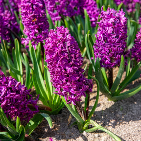 50 bienenfreundliche Blumenzwiebeln violett und weiß -  - Willemse