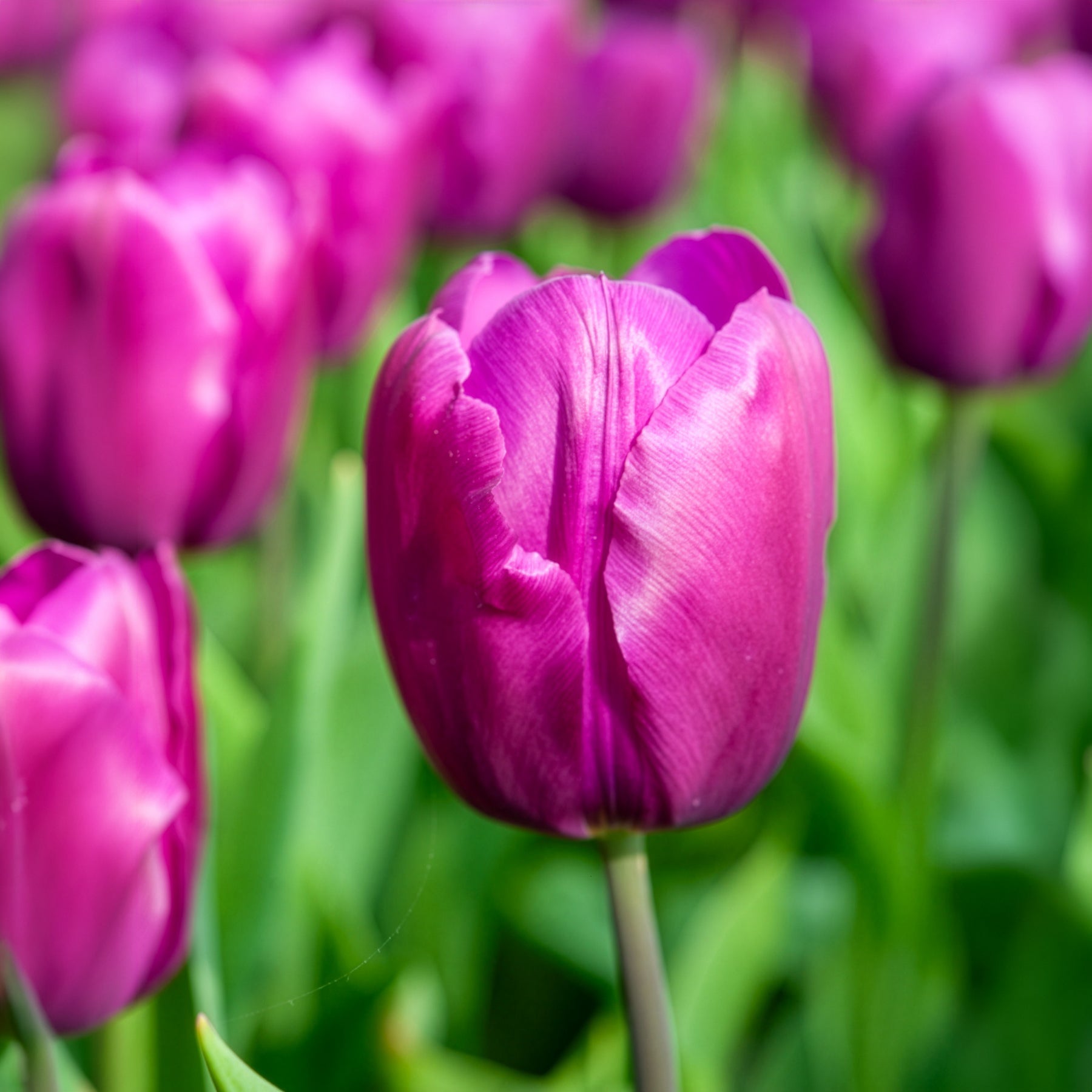 Frühlingsblumenzwiebeln für Regenbogenbeet