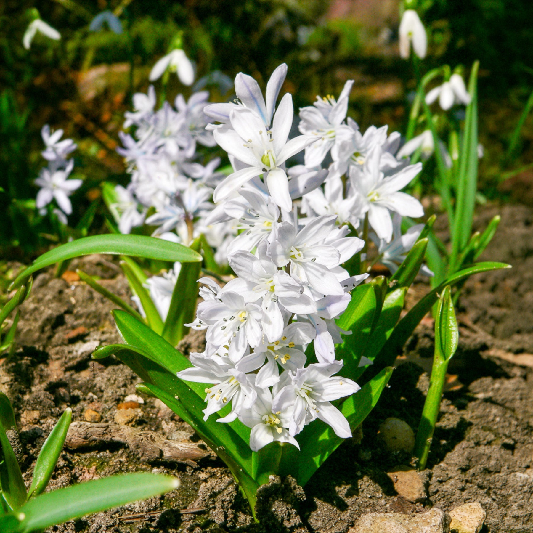 Verkauf Frühlingsblumenzwiebeln für rot-weißes Beet - 