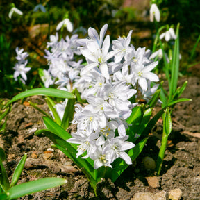 Verkauf Frühlingsblumenzwiebeln für rot-weißes Beet - 