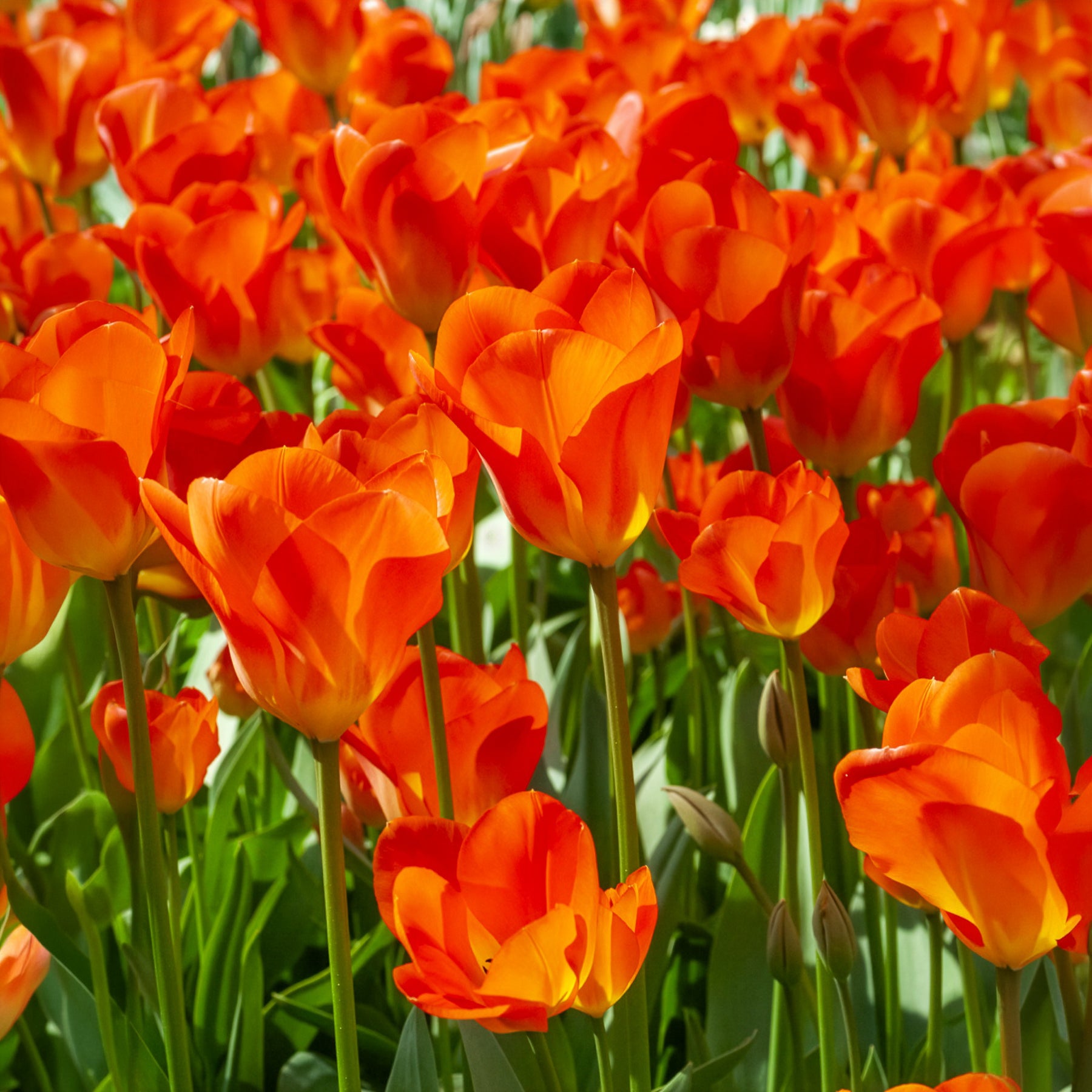 Frühlingsblumenzwiebeln für gelb-oranges Beet -  - Willemse