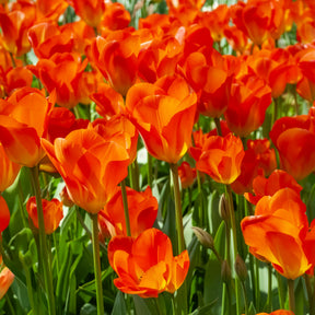 Frühlingsblumenzwiebeln für gelb-oranges Beet -  - Willemse