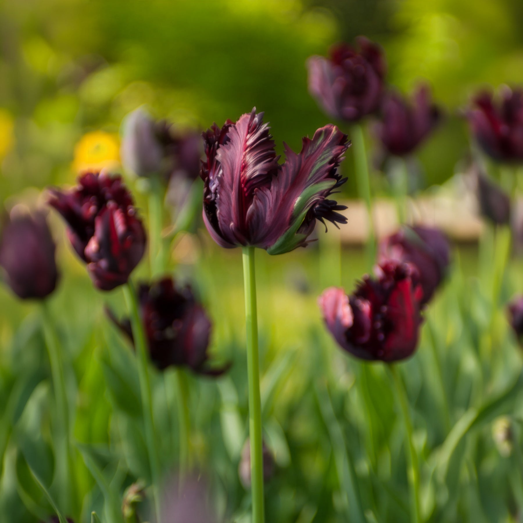  - Tulpe Black Parrot - Tulpen-Zwiebeln