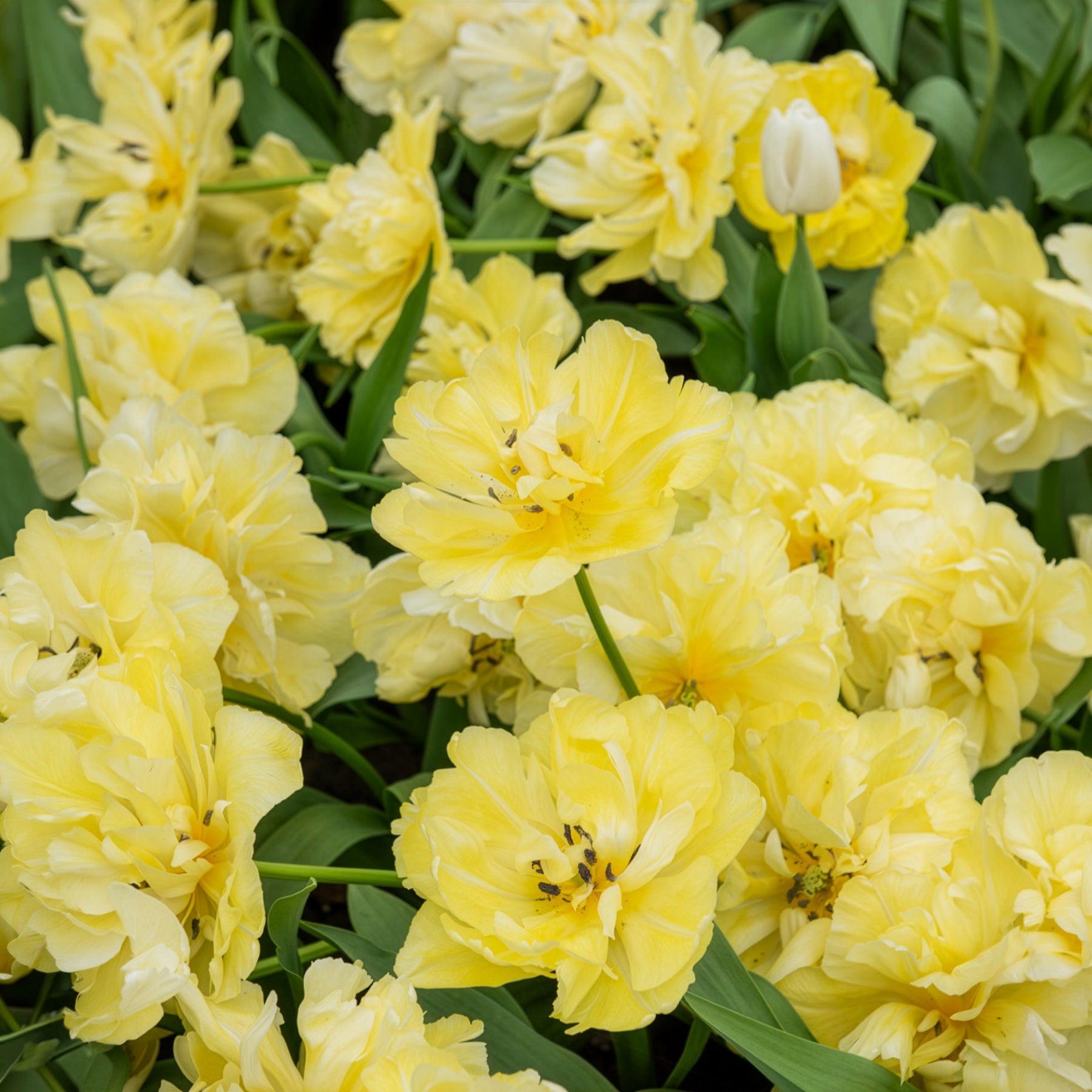 Frühe gefüllte Tulpe Mondial - Willemse