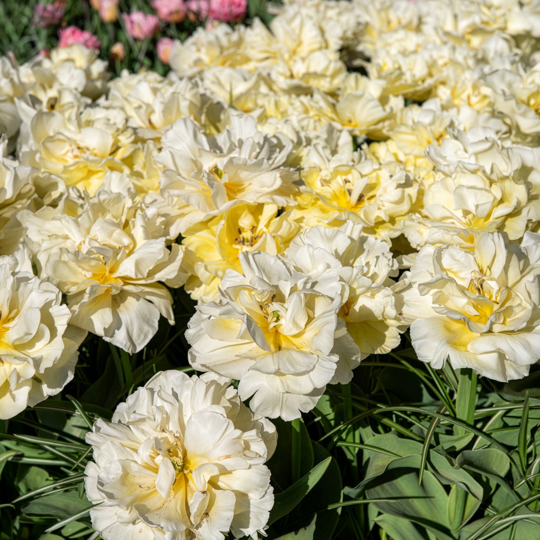 Frühe gefüllte Tulpe Mondial -  - Willemse
