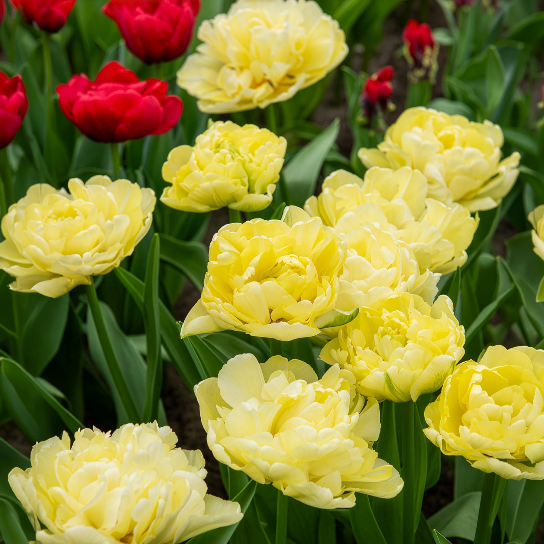Tulpen-Zwiebeln - Frühe gefüllte Tulpe Mondial - 
