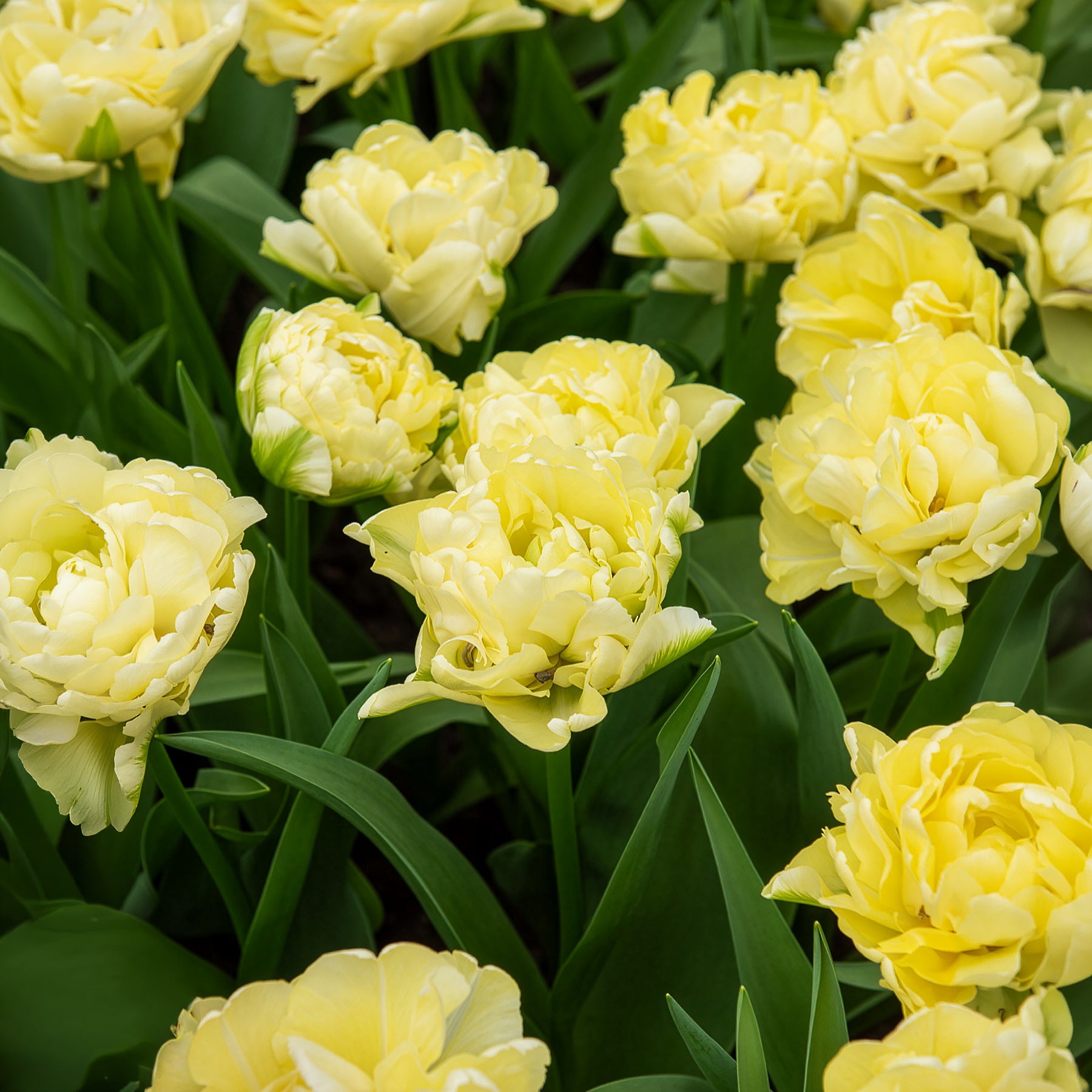  - Frühe gefüllte Tulpe Mondial - Tulpen-Zwiebeln