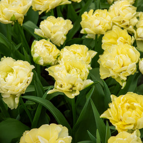  - Frühe gefüllte Tulpe Mondial - Tulpen-Zwiebeln