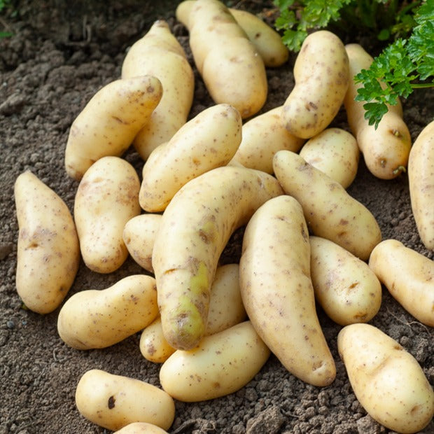 Kartoffelpflanzen - Kartoffel La Ratte (x25) - Solanum tuberosum ratte