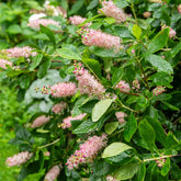 Silberkerzenstrauch Pink Spire - Clethra alnifolia Pink Spire - Willemse