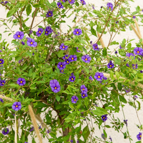 Enzianstrauch - Balkonsträucher - Willemse