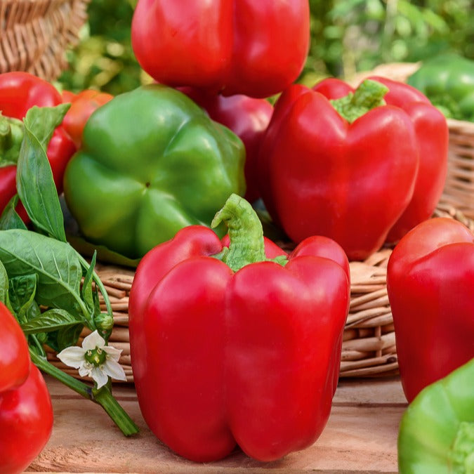 Paprika Capsicum 'California Wonder' - Willemse