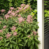 Purpur-Wasserdost ‘Atropurpureum’ - Eupatorium maculatum atropurpureum - Willemse