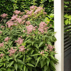Purpur-Wasserdost ‘Atropurpureum’ - Eupatorium maculatum atropurpureum - Willemse
