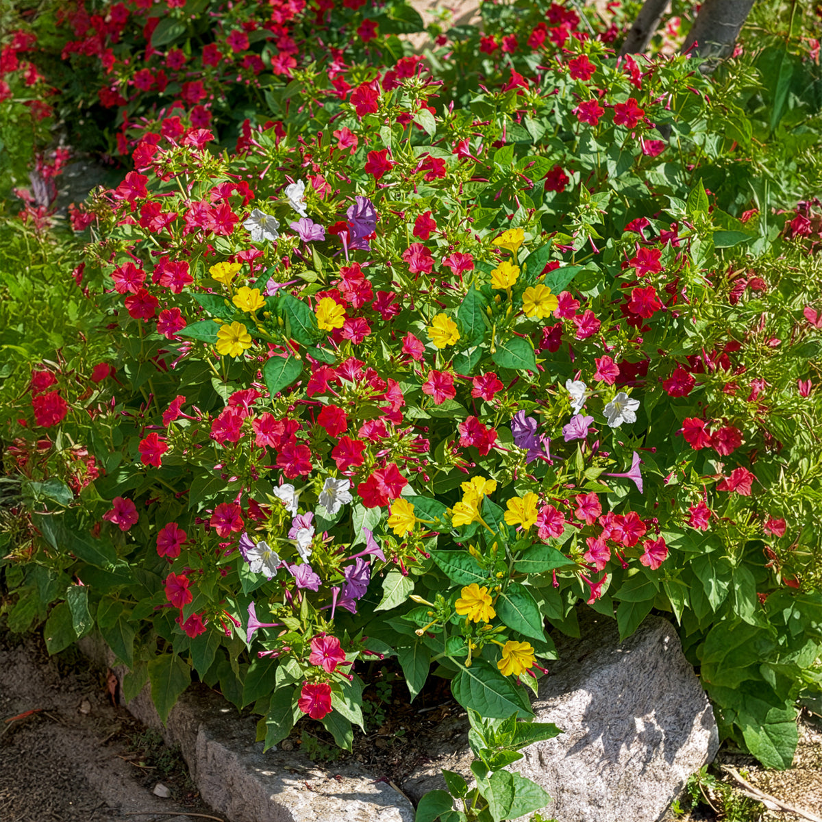 Wunderblume Mischung (x6) - Mirabilis jalapa - Willemse