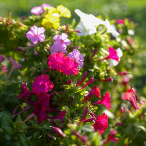 Wunderblume Mischung (x6) - Willemse