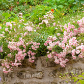 Bodendeckerrosen - Rose Rosa 'The Fairy'® - Rosa polyantha 'The Fairy'
