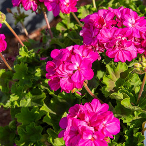 Stehende Geranie 'Dark Lilac' - Pelargonium zonale 'dark lilac' - Willemse