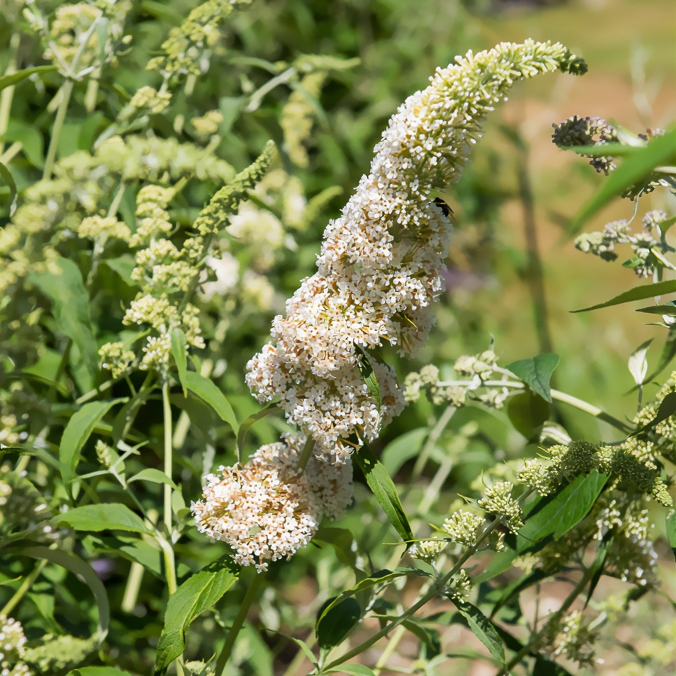 Schmetterlingsflieder Buddleja 'White Profusion' - Willemse