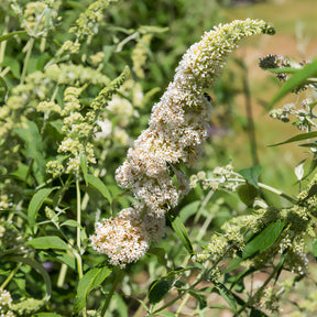 Schmetterlingsflieder Buddleja 'White Profusion' - Willemse