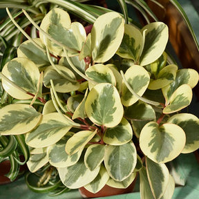 Zwergpfeffer 'Obtipan Bicolor' - Peperomia obtusifolia Obtipan Bicolor - Willemse