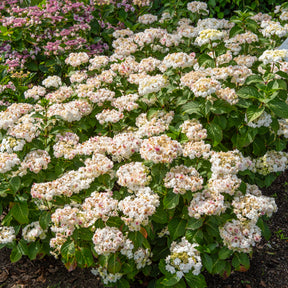 Hortensie Doppio Bianco - Hydrangea macrophylla Doppio Bianco - Willemse
