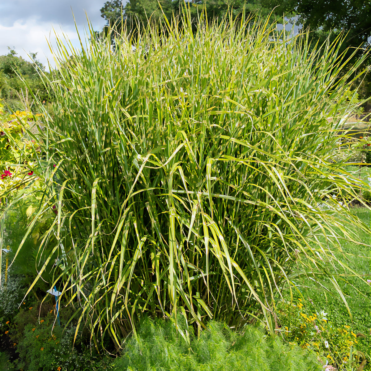 Chinaschilf Zebrinus Zebra-Eulalie - Miscanthus sinensis Zebrinus - Willemse