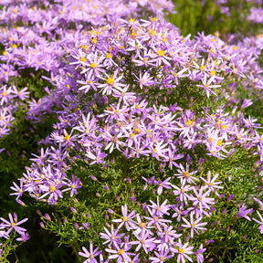 Niedrige Garten-Aster 'Nanus' - Willemse