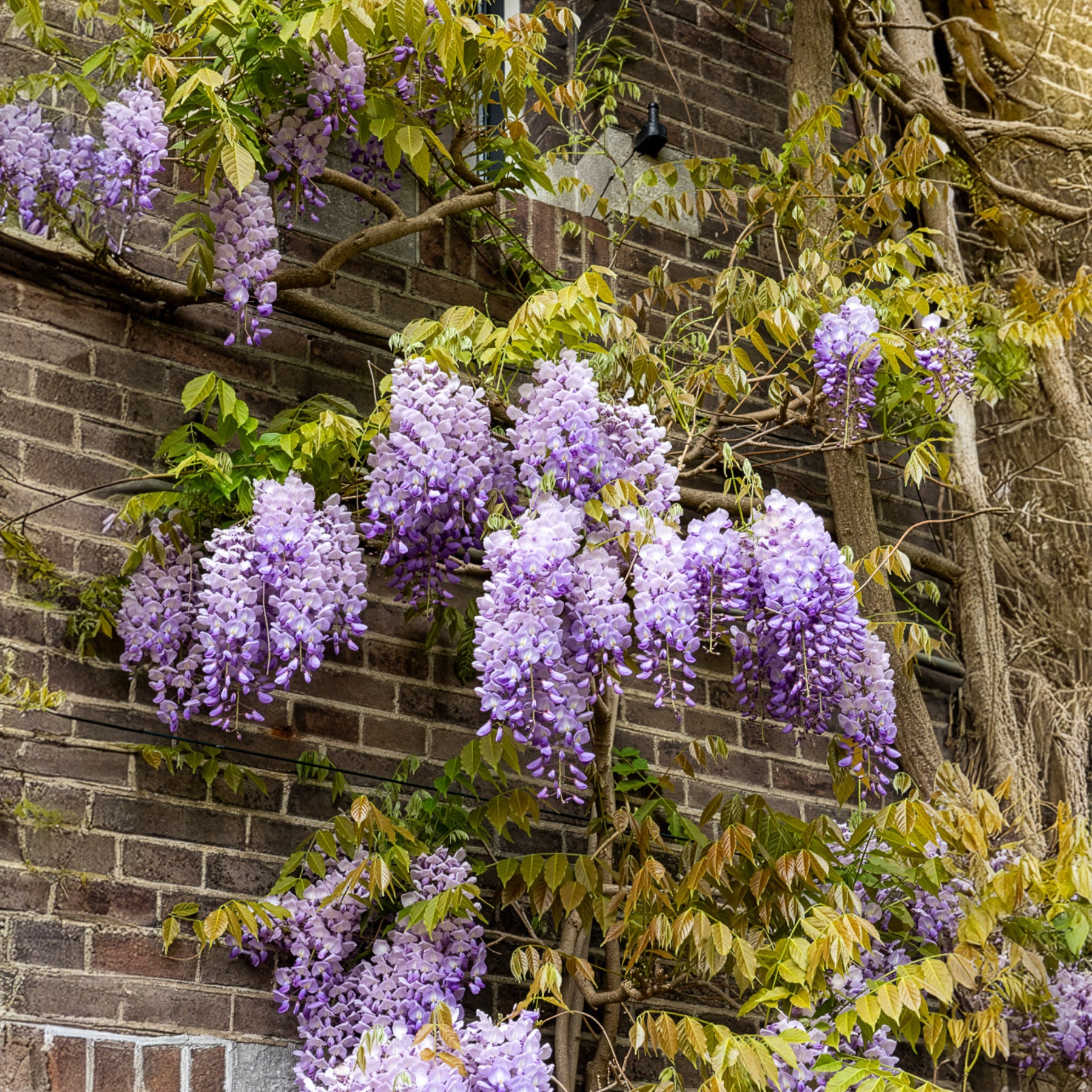 Wisteria sinensis Prolific - Chinesische Blauregen 'Prolific' - Glyzinien