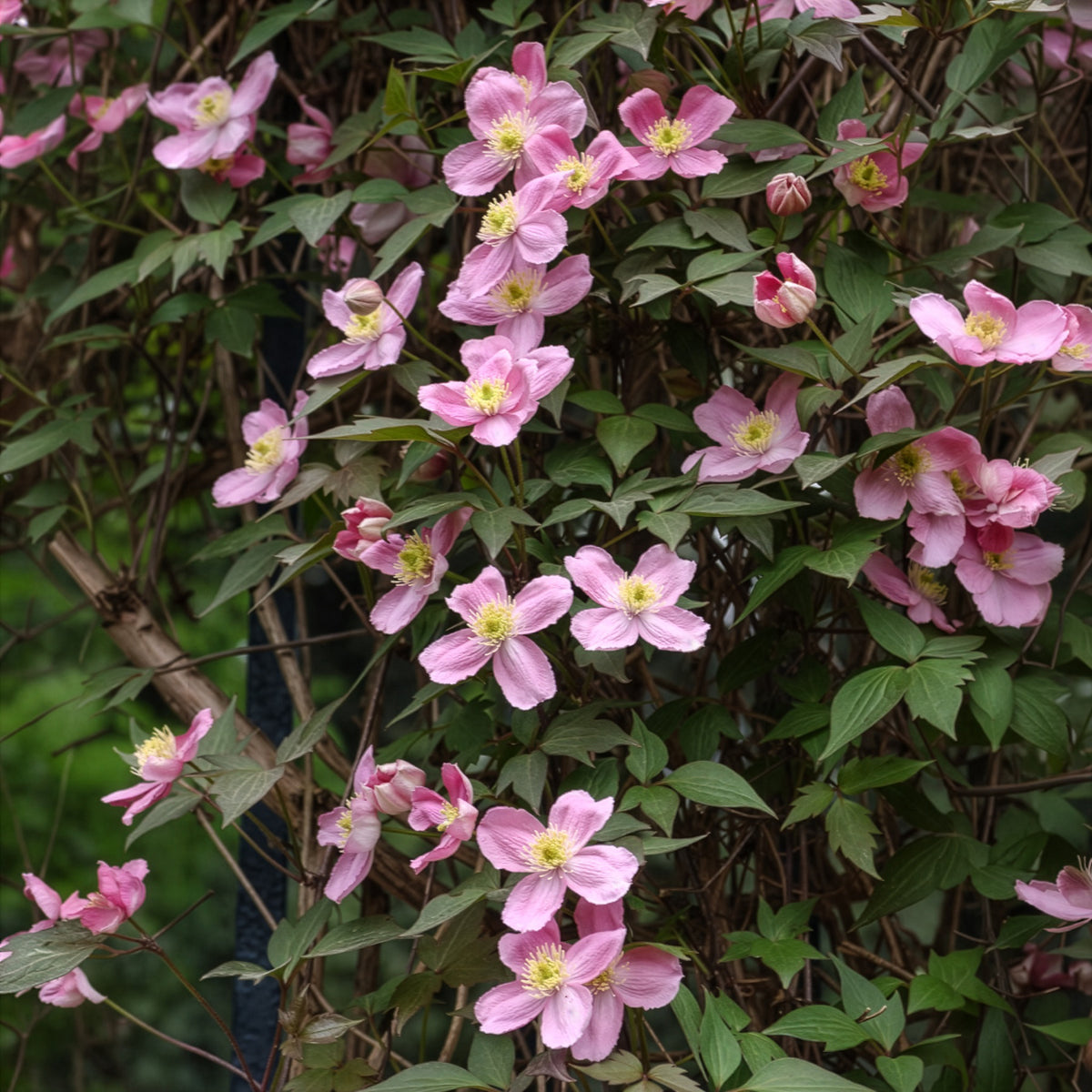 Clematis - Waldrebe 'Rubens' - Clematis montana Rubens