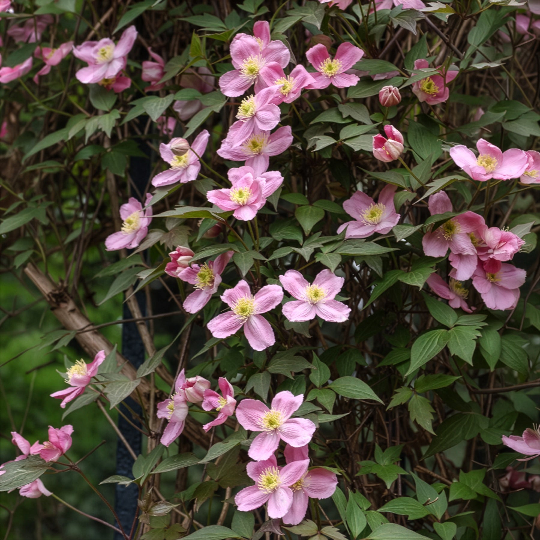 Clematis - Waldrebe 'Rubens' - Clematis montana Rubens