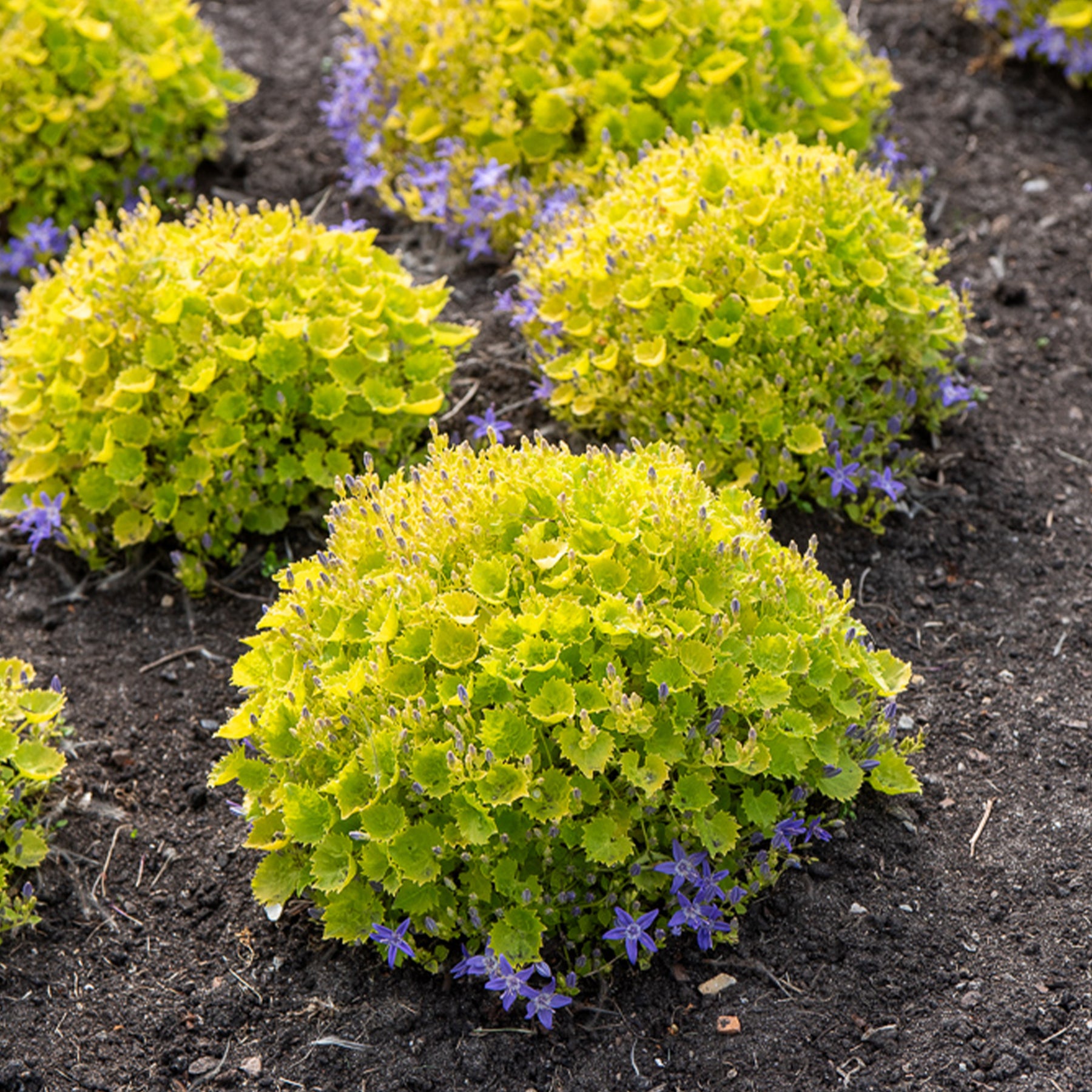Goldene Dickson-Glockenblume - Campanula garganica dicksons gold - Willemse