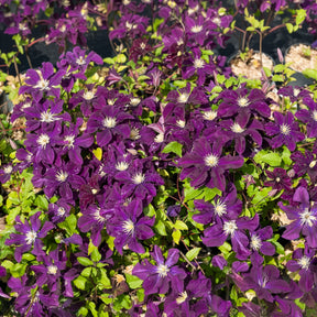Clematis - Waldrebe 'Warszawska Nike' - Clematis Warszawska Nike