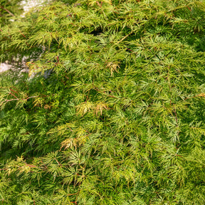 Verkauf Fächerahorn 'Emerald Lace'
