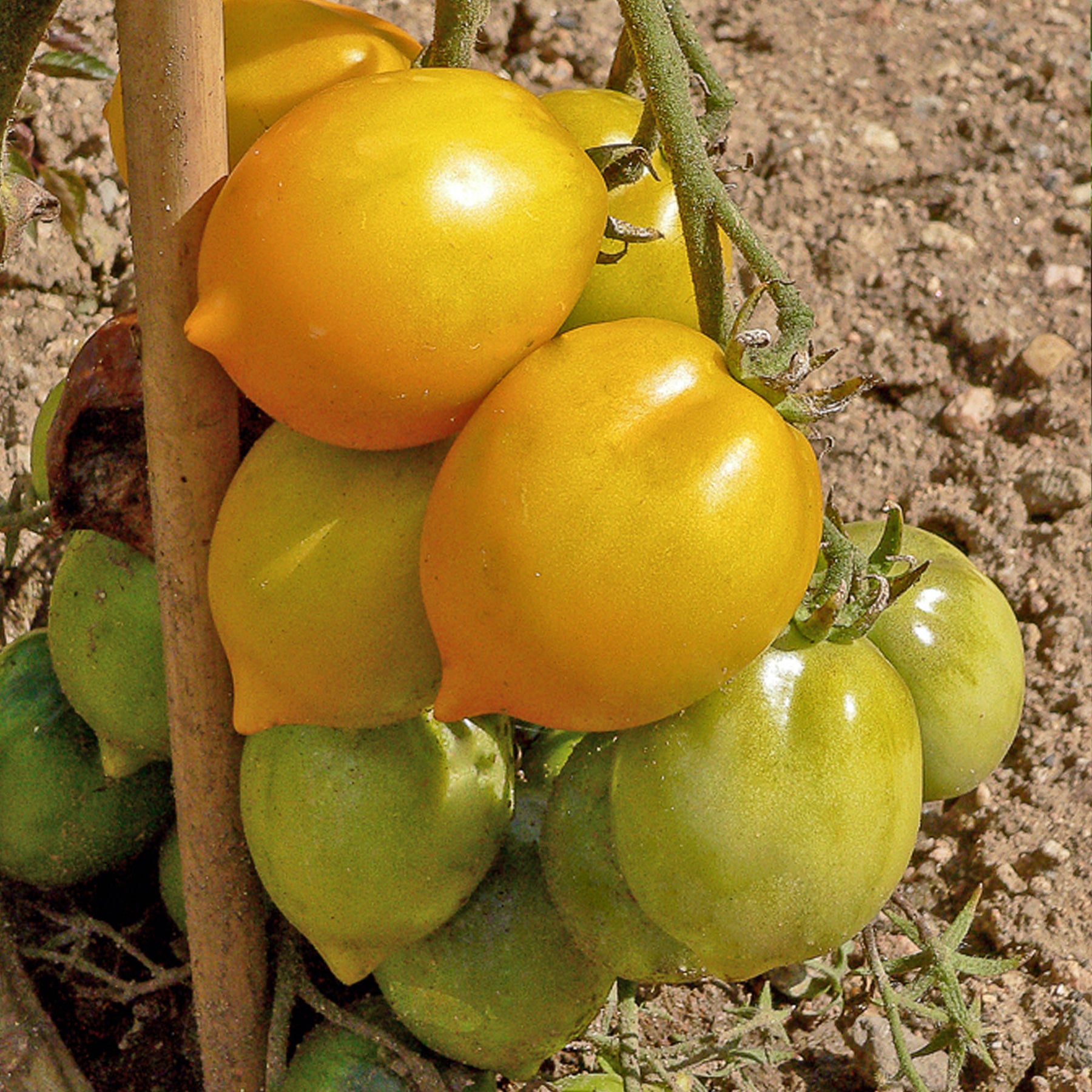 Tomate ‘Lemon Tree’