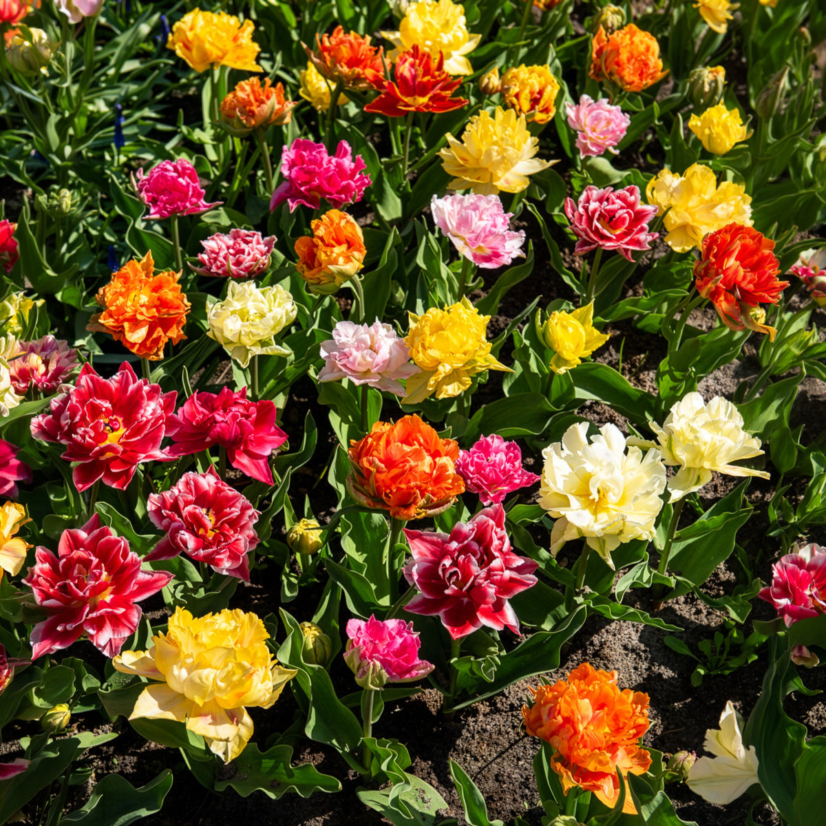 Gefüllte Tulpen 'Murillo' (x20)