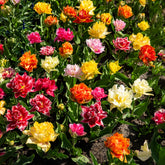 Gefüllte Tulpen 'Murillo' (x20)