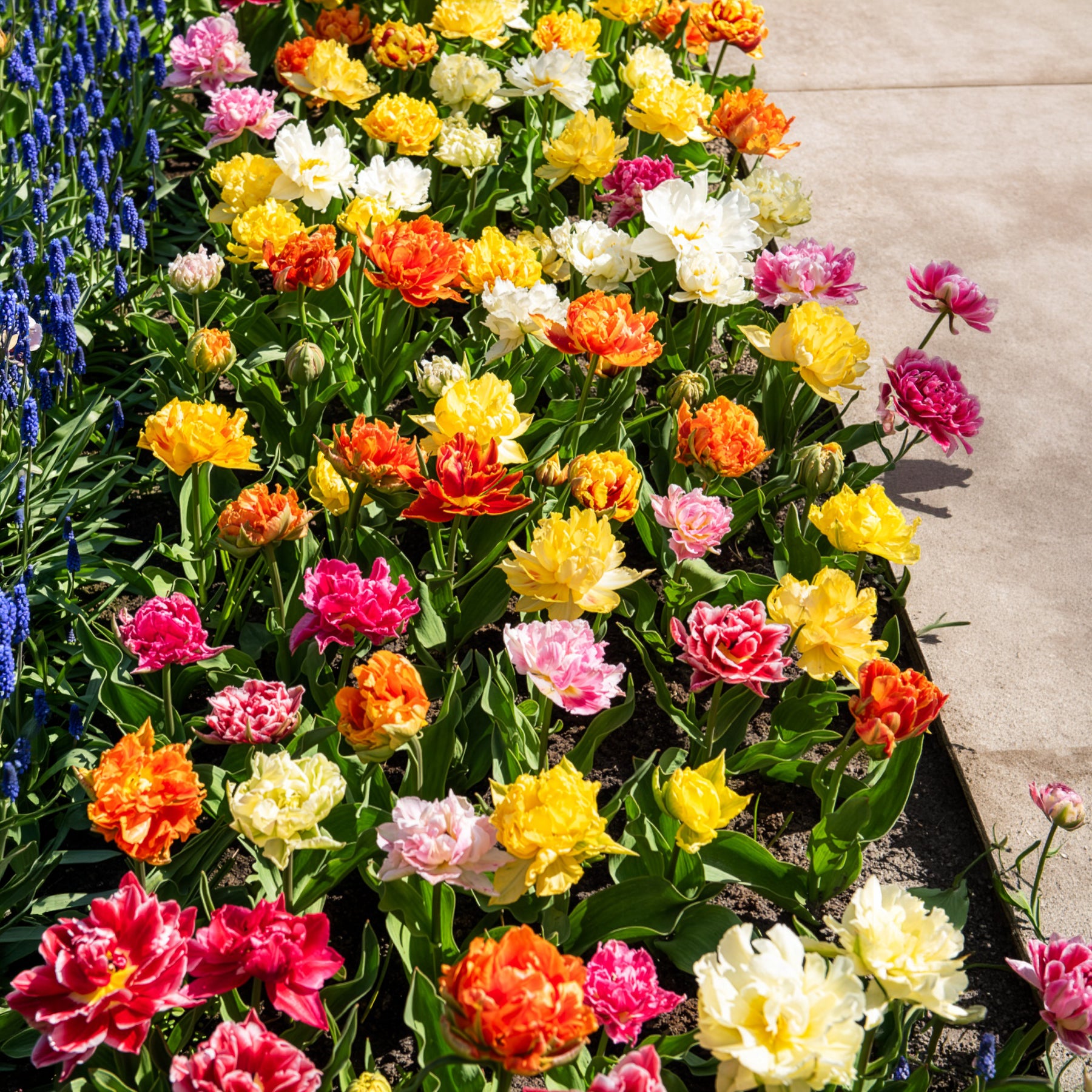 Gefüllte Tulpen 'Murillo' (x20)