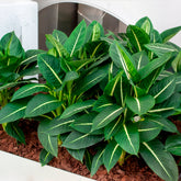 Dieffenbachie 'Green Magic'