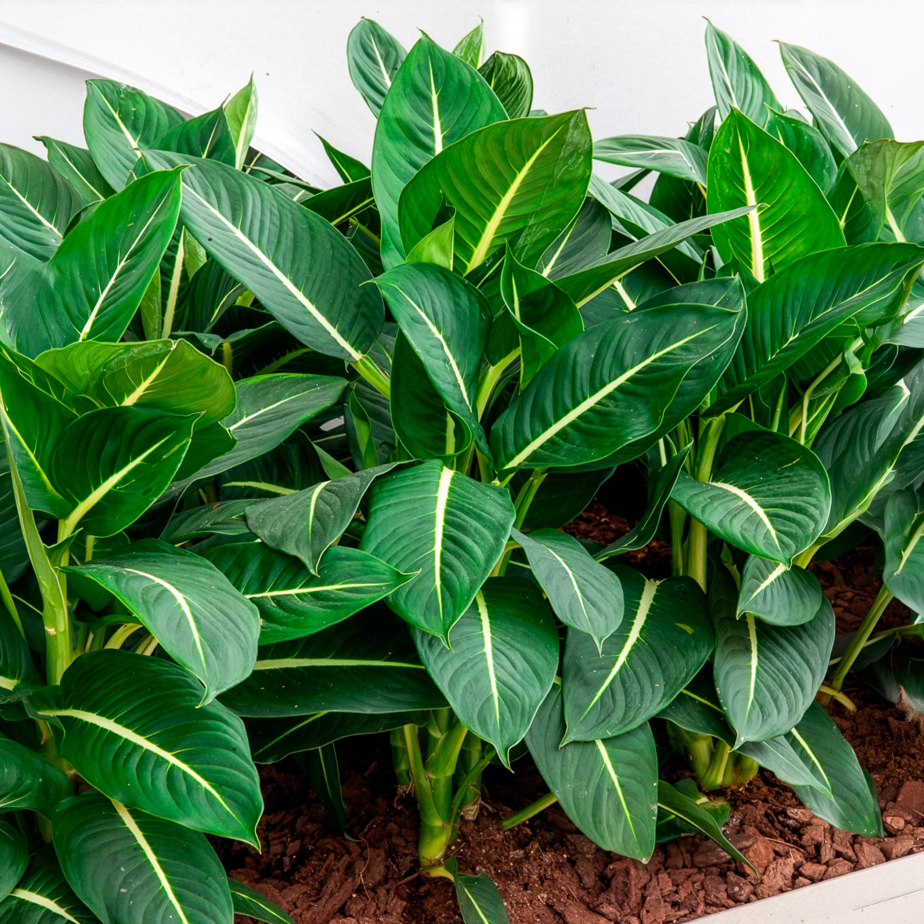 Dieffenbachie 'Green Magic'