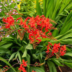 Crocosmia 'Lucifer' rot (x15) - Crocosmia - Montbretie - Willemse